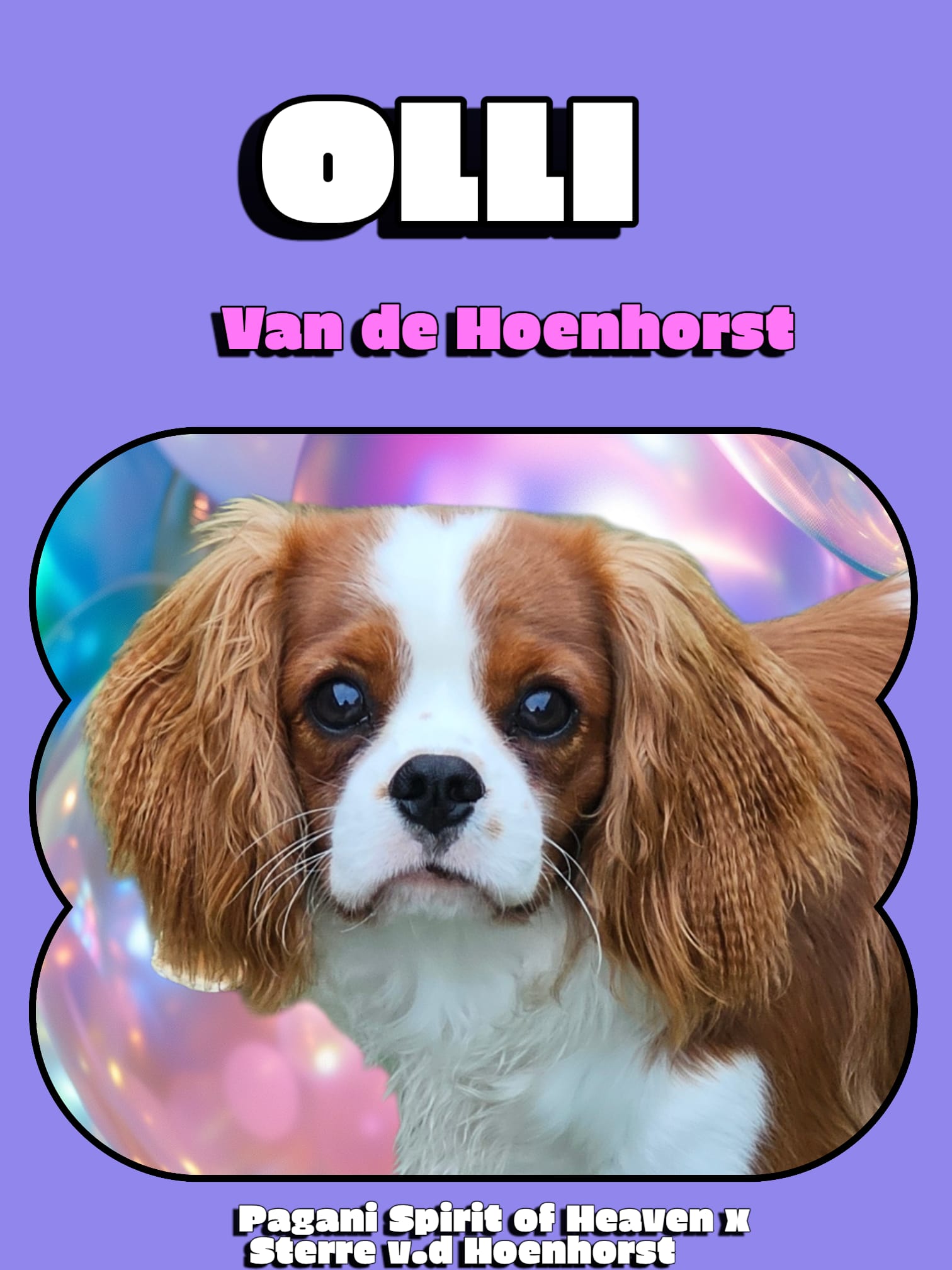 Olli.jpeg