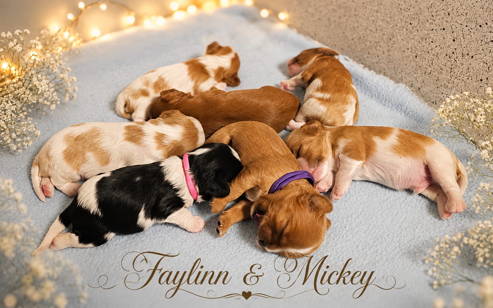 Pups Faylinn
