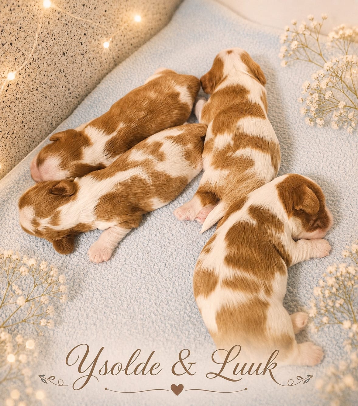 Pups Ysolde
