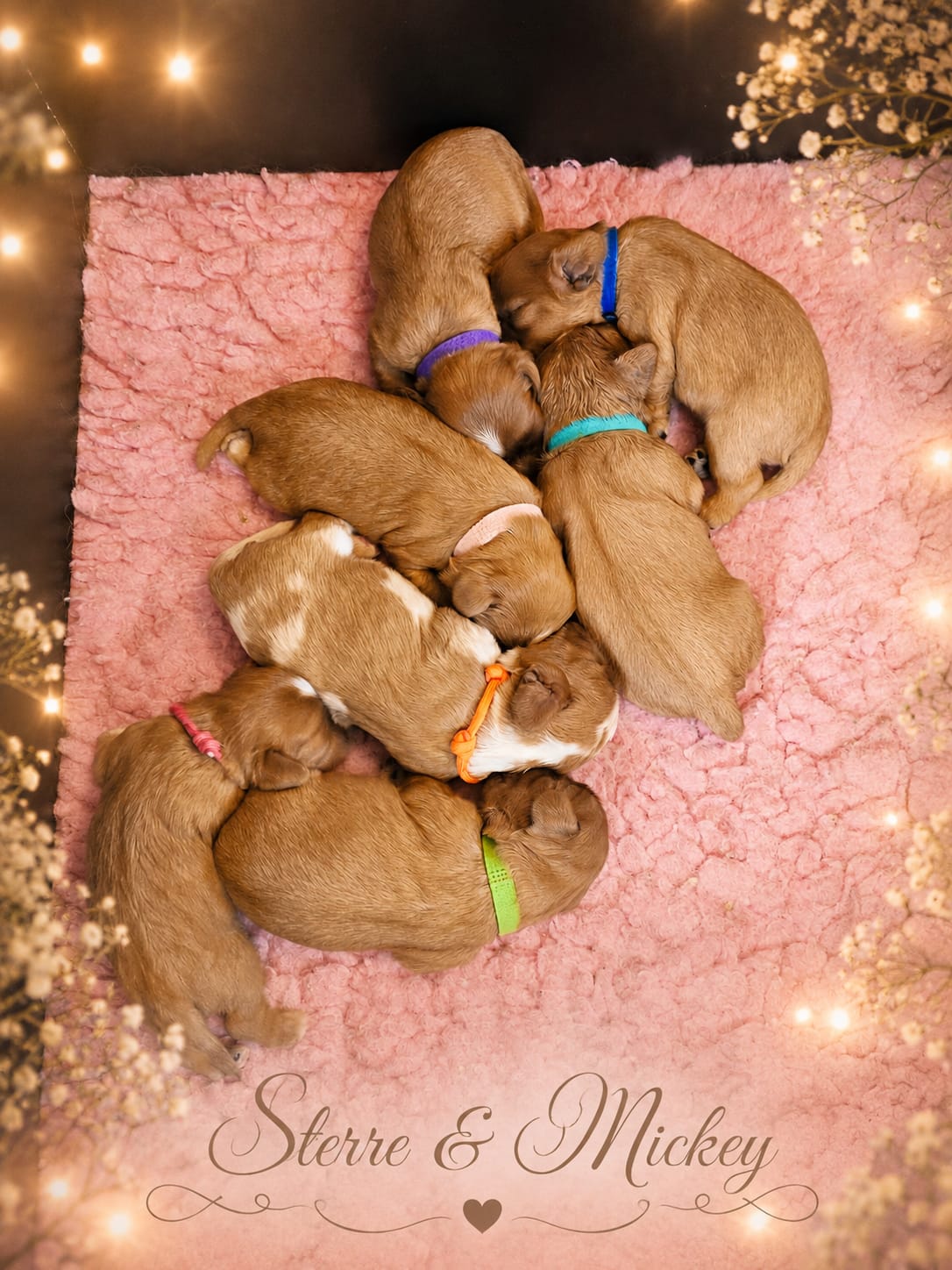 Pups sterre