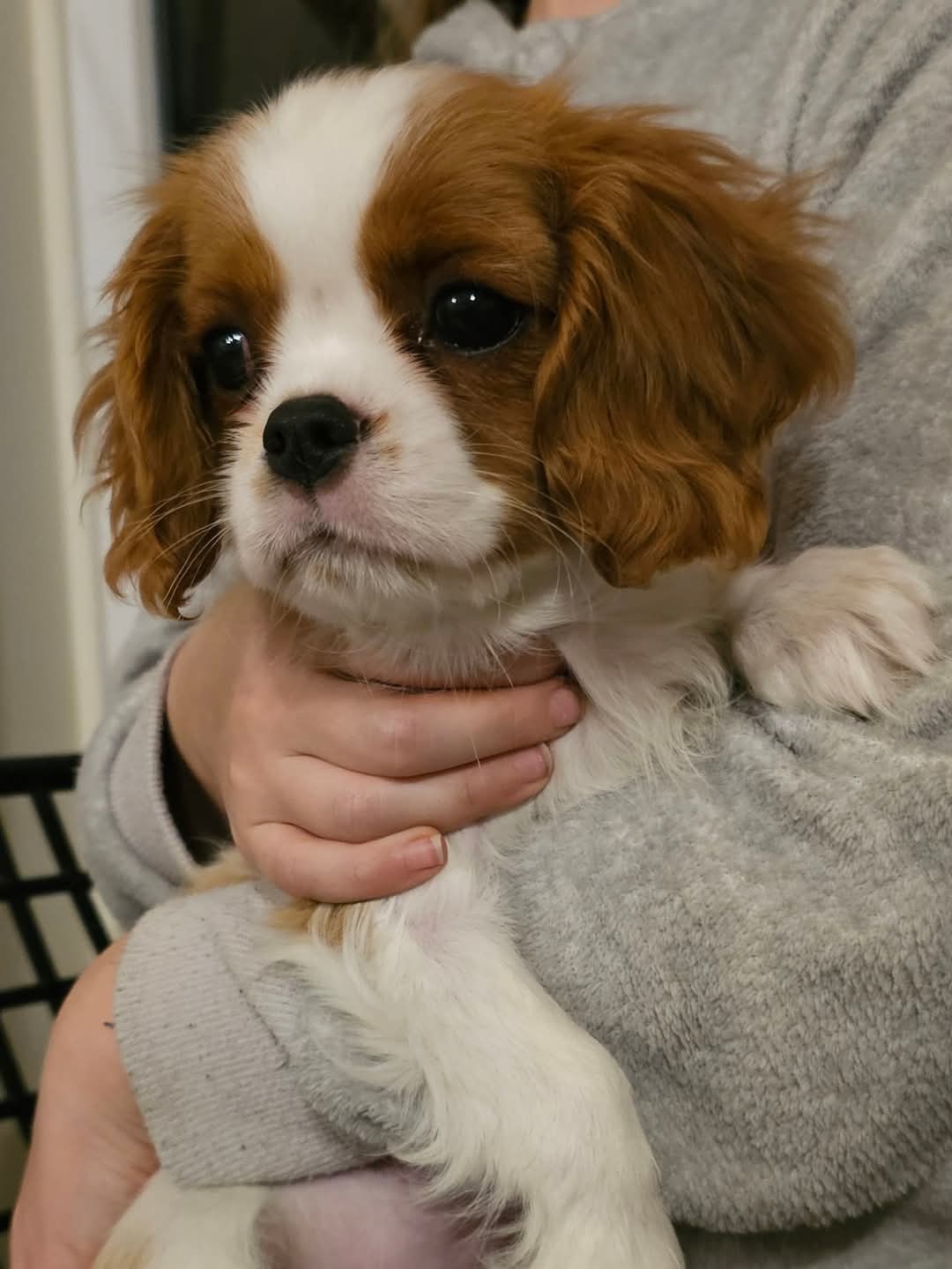 Whoopi_pup.jpeg