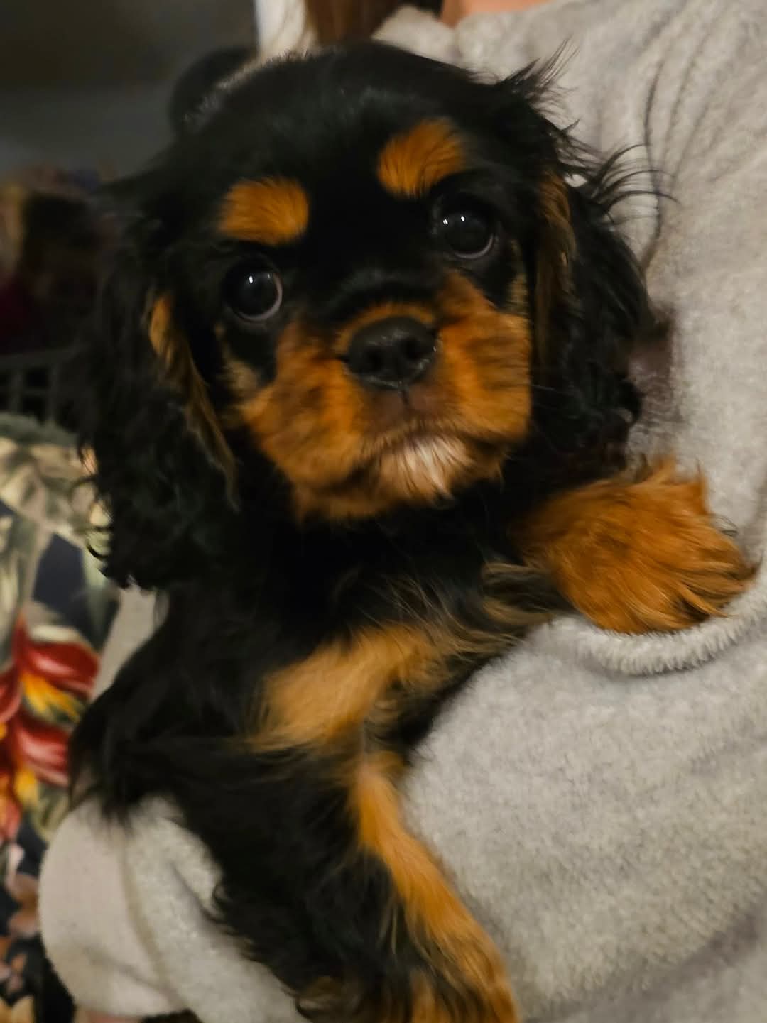 Xanne_pup.jpeg